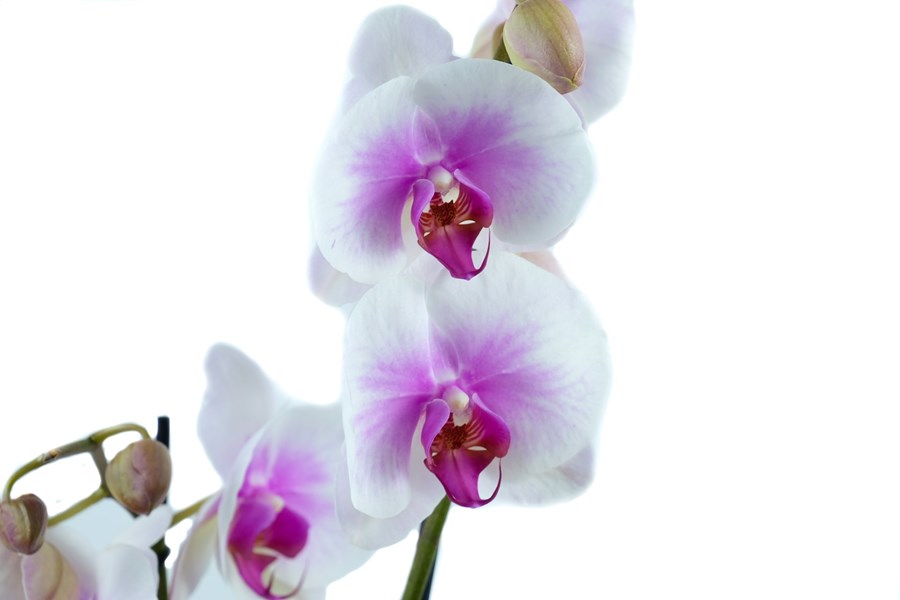 Орхидея в горшке Орхидея Фаленопсис белая с сиреневой серединой 2ст